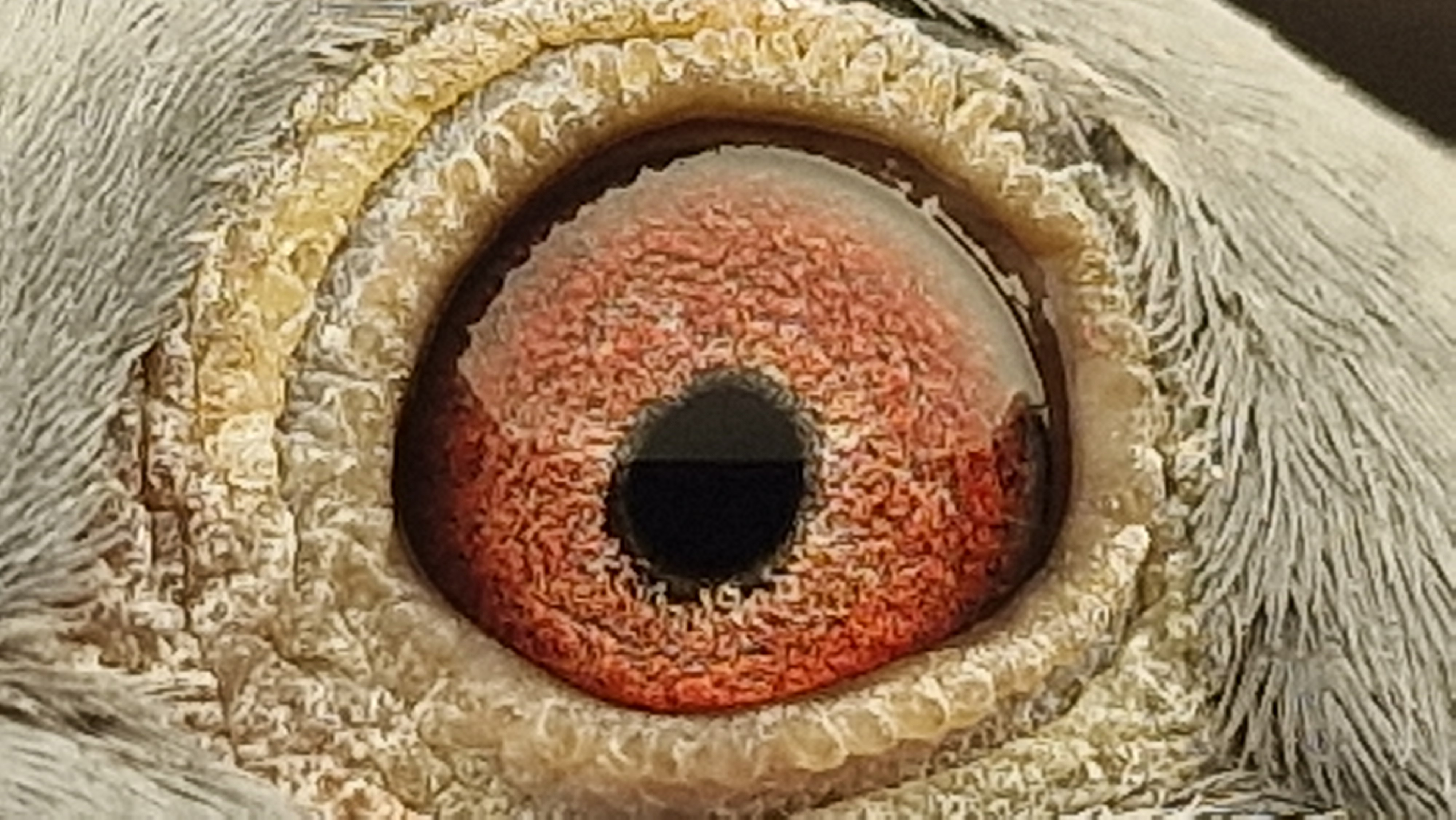 Pigeon eye
