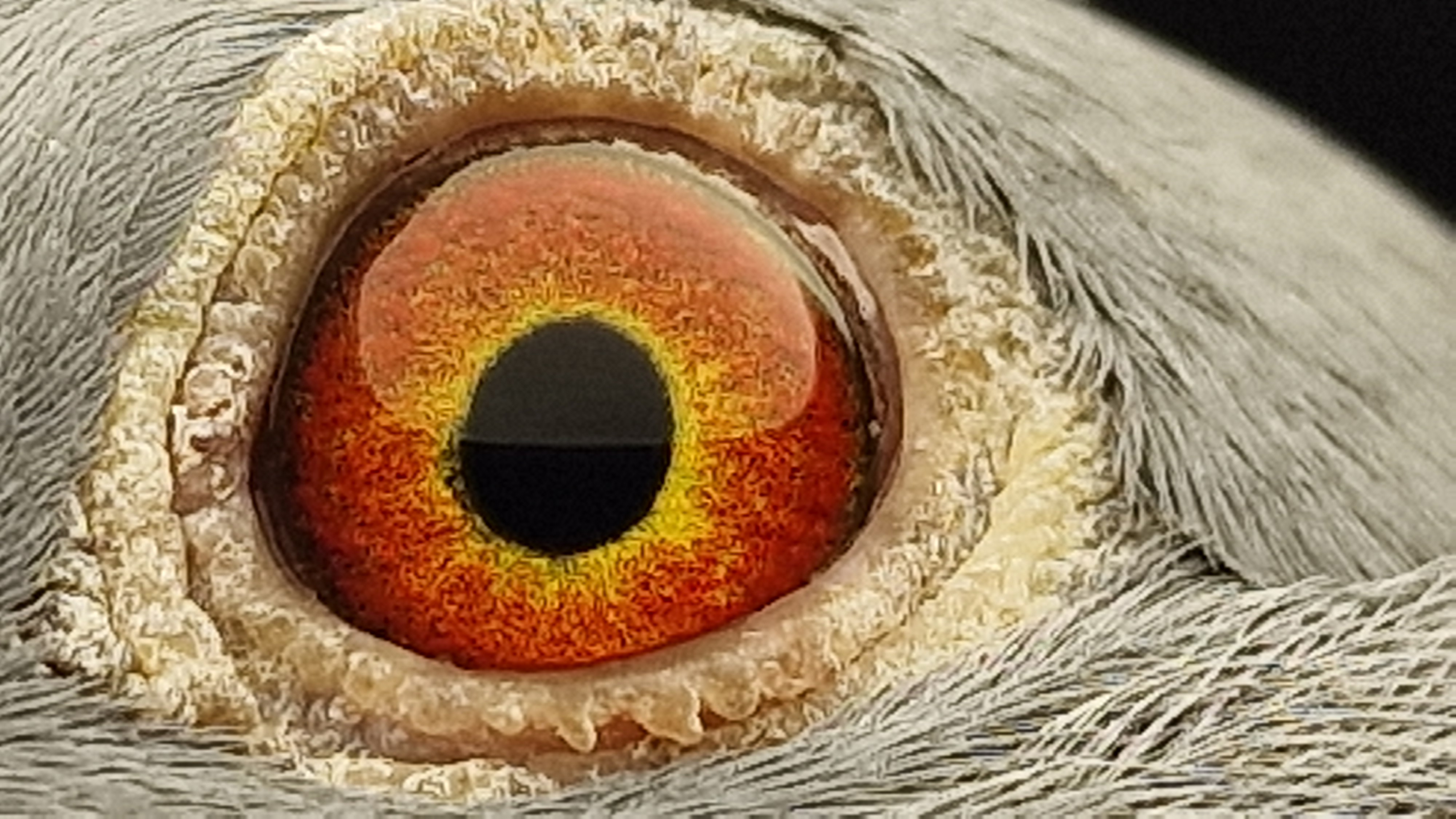 Pigeon eye