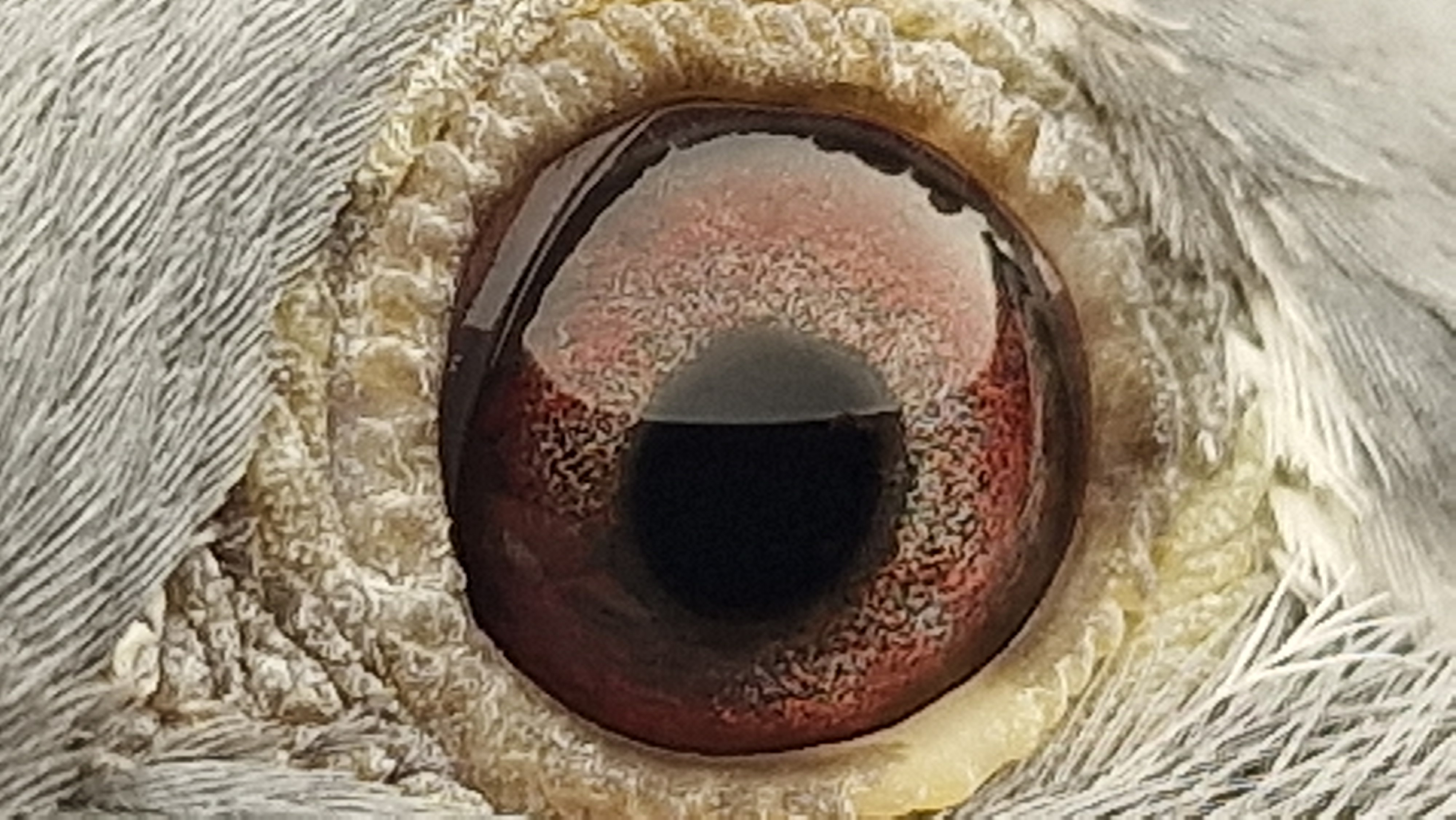 Pigeon eye