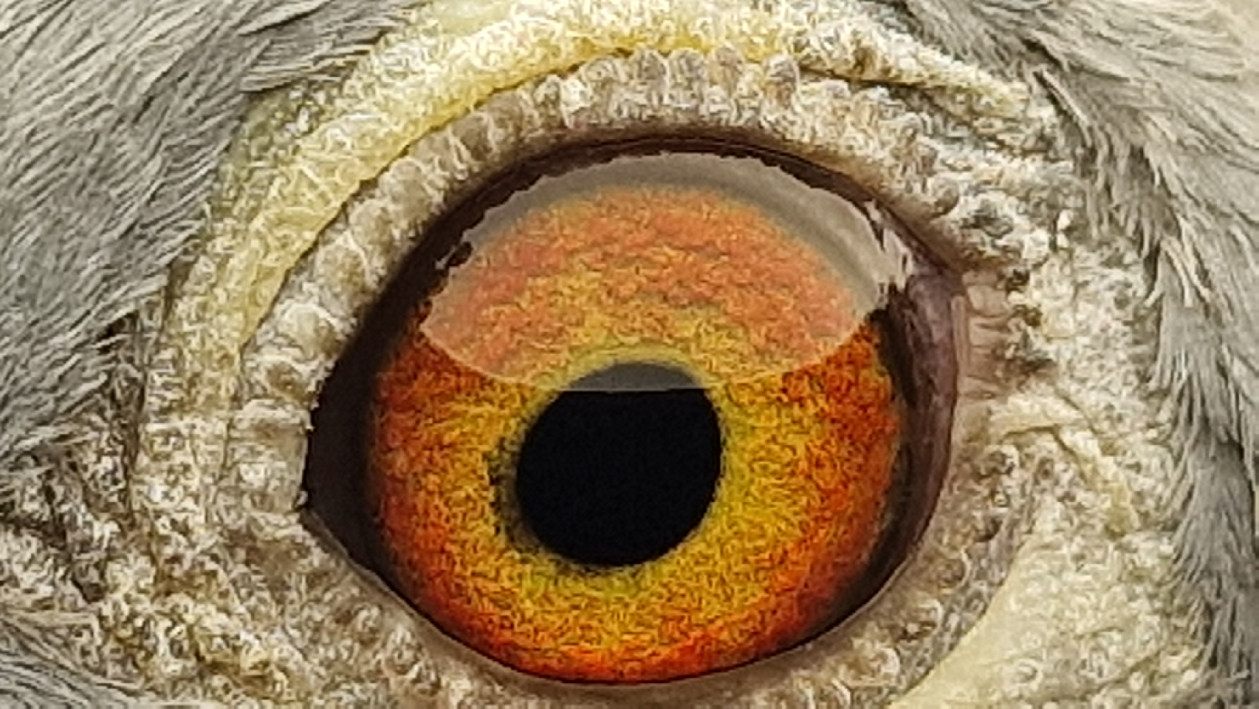 Pigeon eye