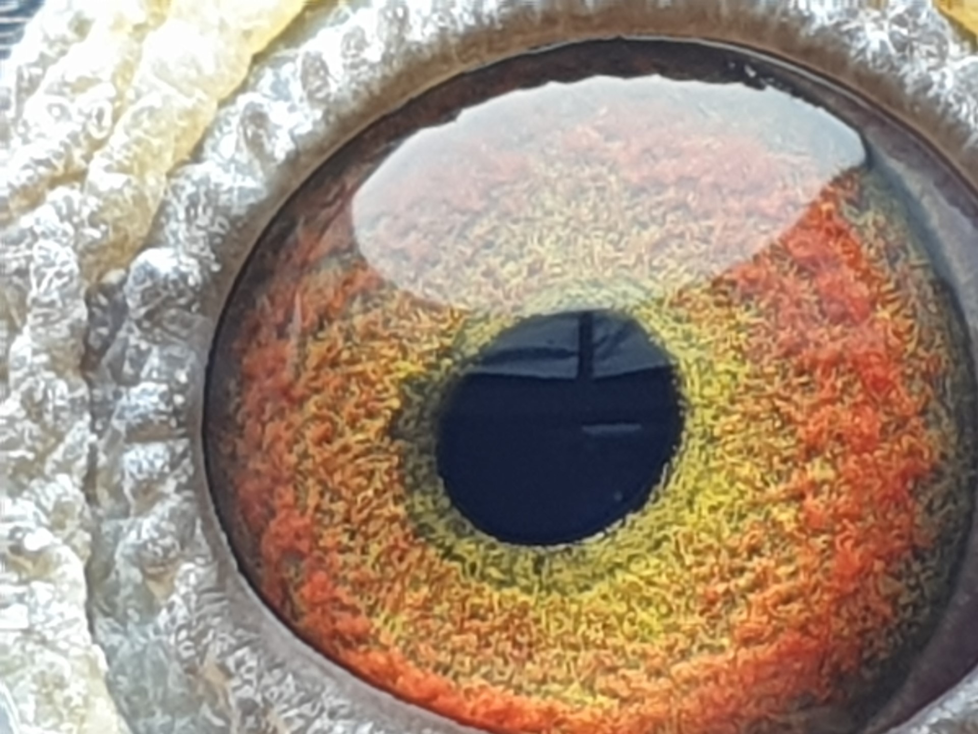 pigeon-eye 