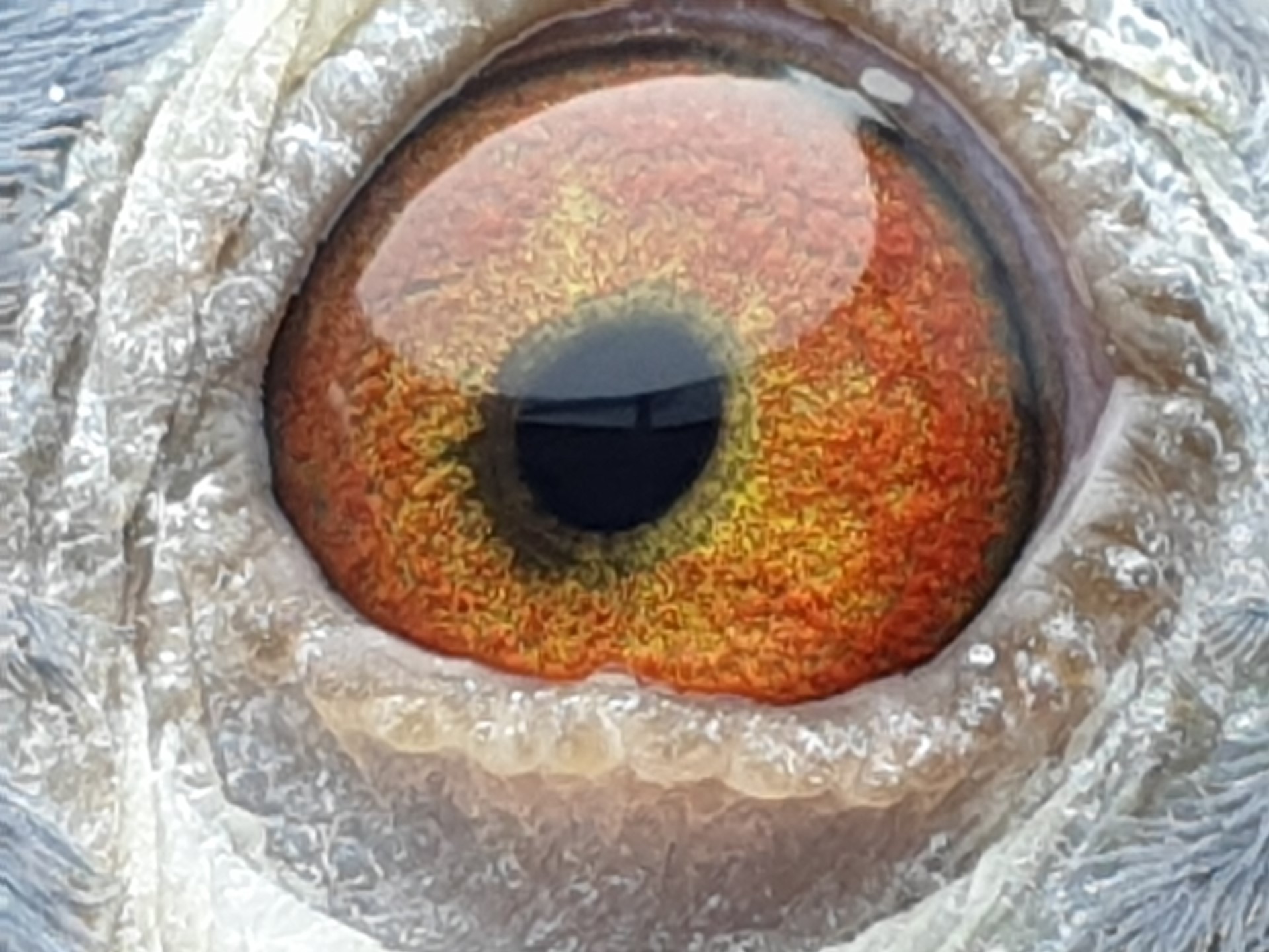 pigeon-eye 