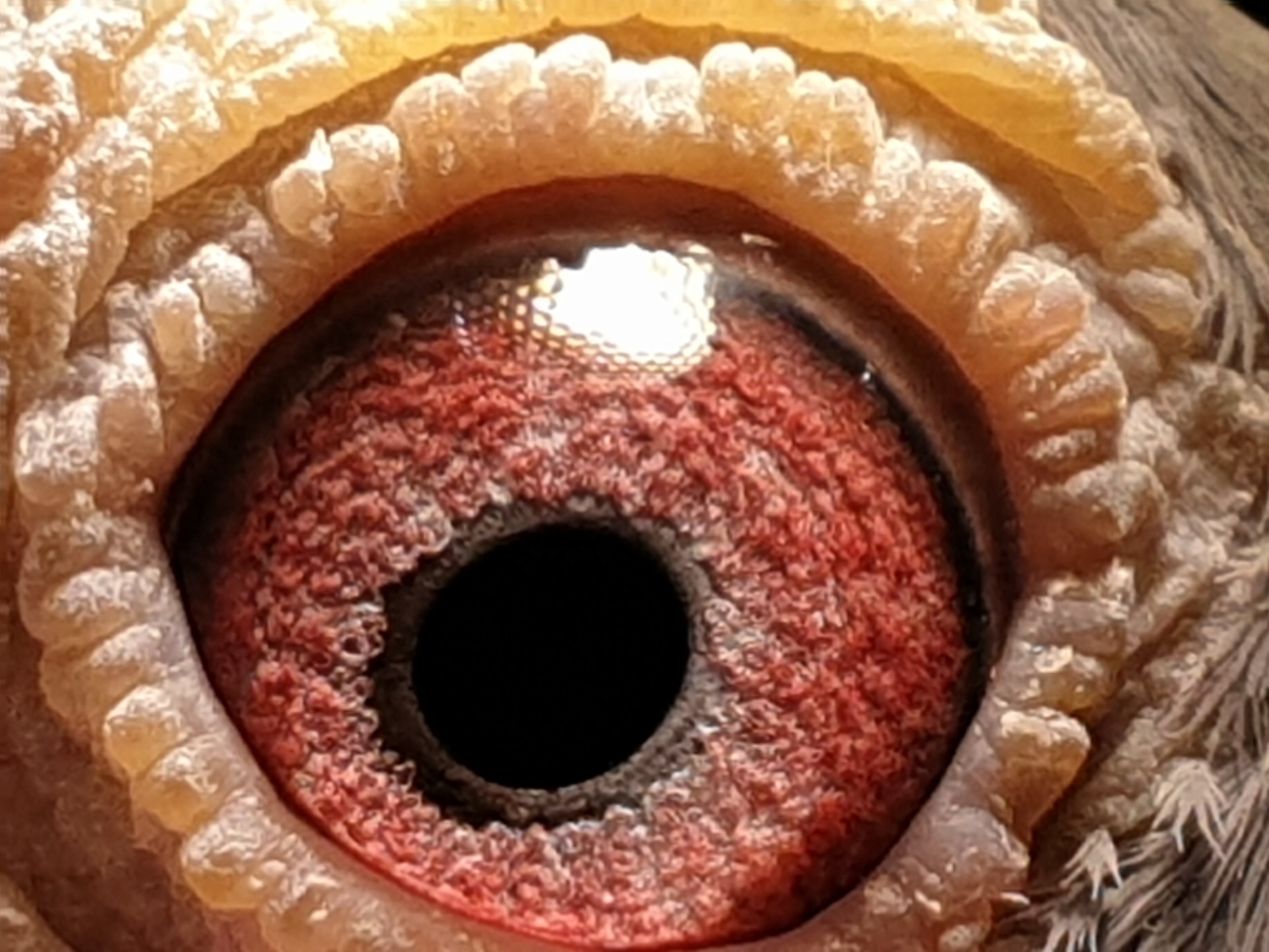 pigeon-eye 